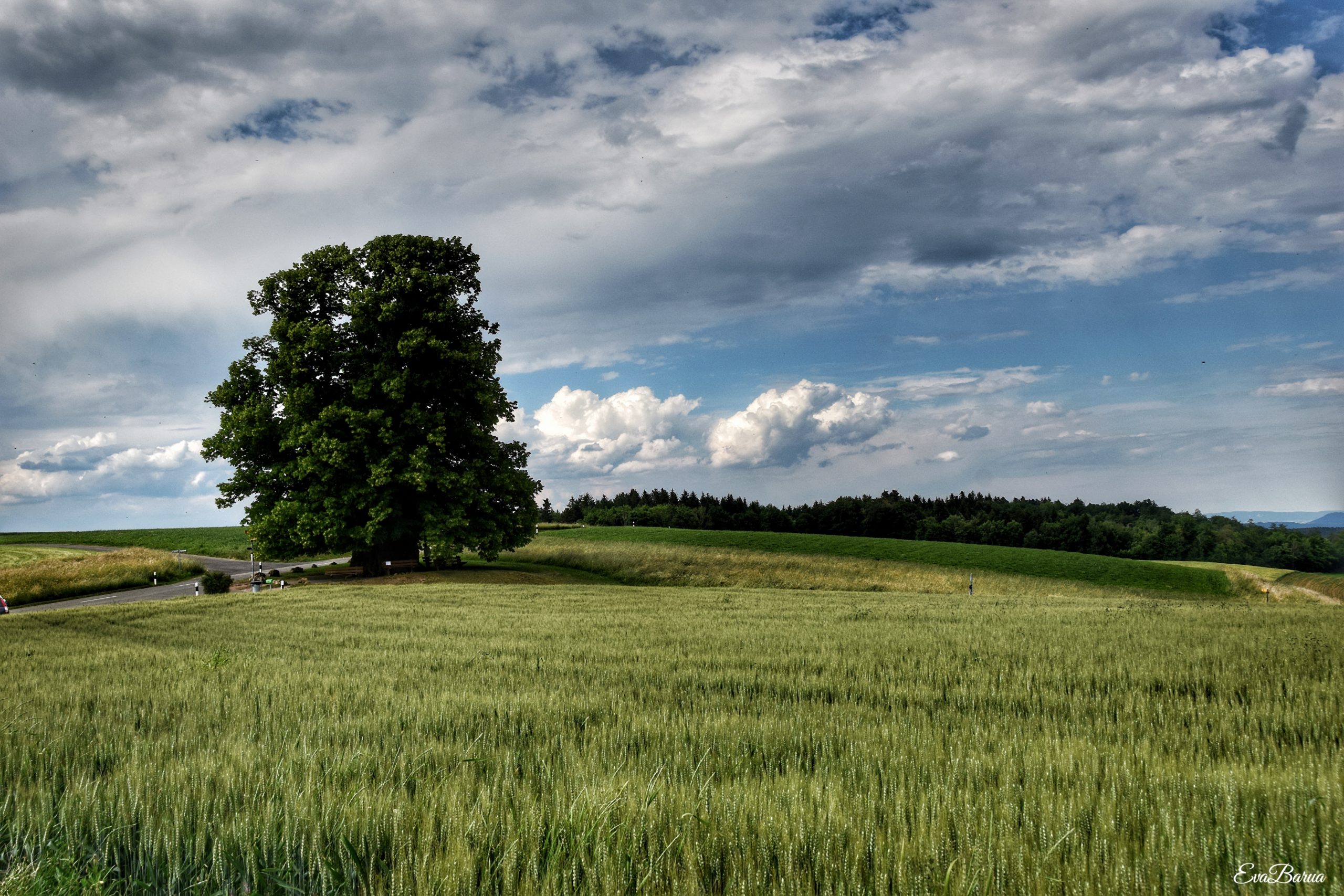 Linn - von einer der grössten Linden in ganz Europa und dem höchsten ...